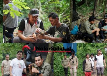 Dari Tambang ke Benteng Konservasi: PT JRBM–PEREDAM Bergerak Selamatkan Burung Maleo