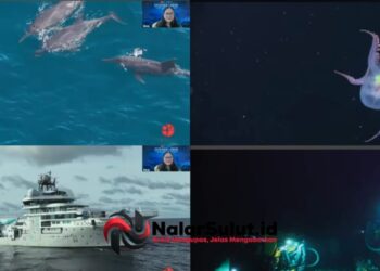 BRIN–OceanX Bongkar Keberadaan Megafauna Ikonik di Perairan Sulawesi Utara