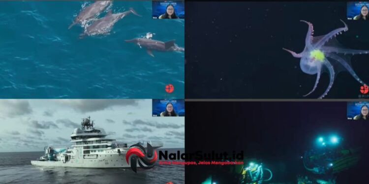 BRIN–OceanX Bongkar Keberadaan Megafauna Ikonik di Perairan Sulawesi Utara