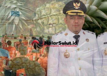 Petani Apresiasi Yusra-Dony, Nanas Lobong ‘Dibentengi’ Hukum, Produk Lokal Siap Naik Kelas